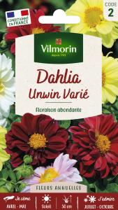 Dahlia Unwin Varié
